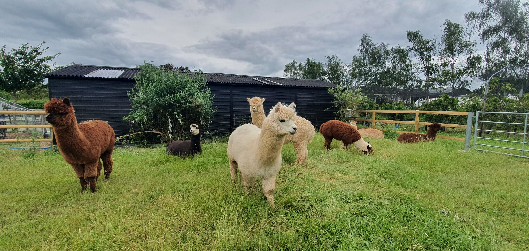 51475127177 A12431b057 K