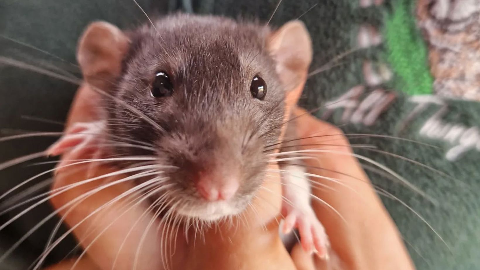 Fulffy Rats Small & Fluffy Animals Meet and Greet | All Things Alpaca