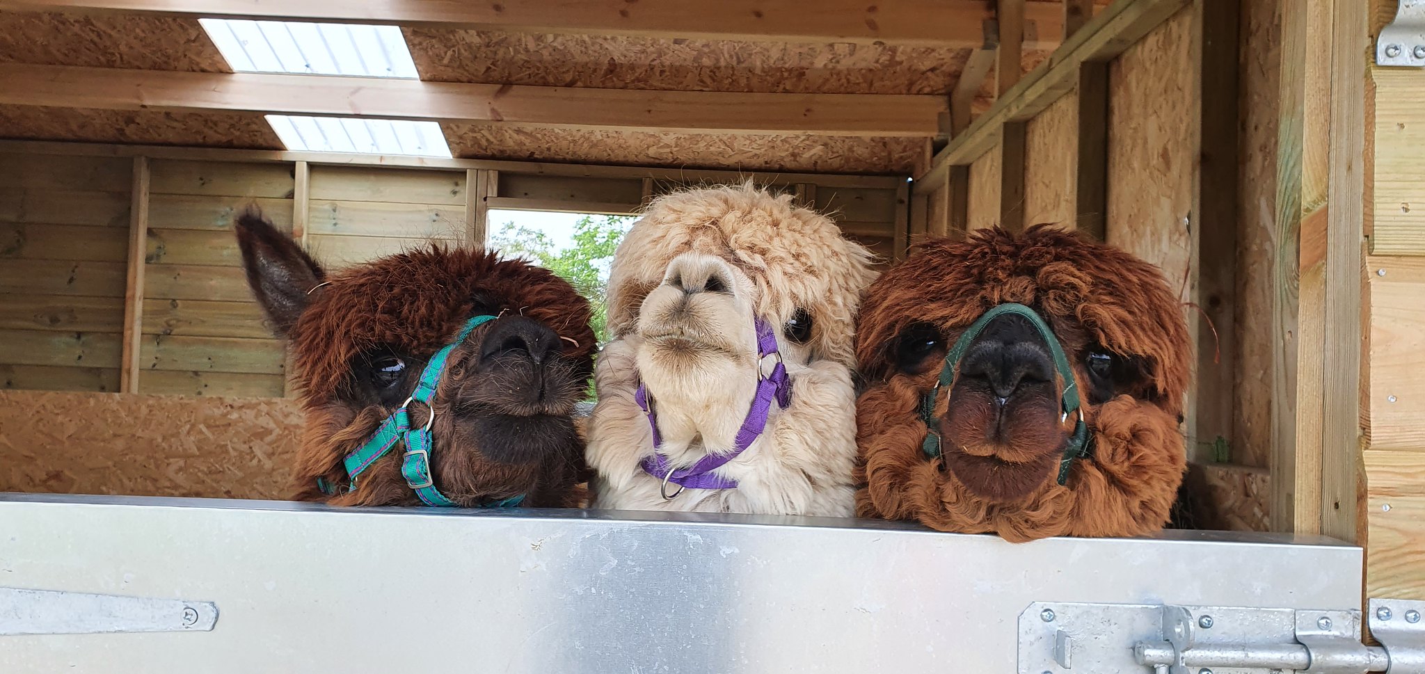 51476136993 7F0a1cf555 K